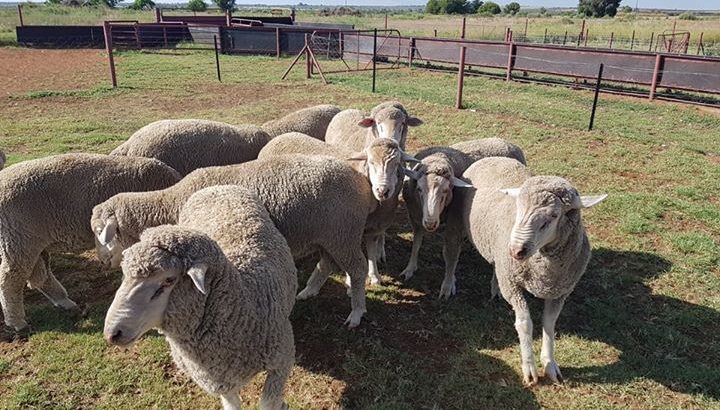 Buy Dorper and Merino lambs online
