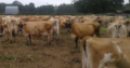 Dairy / Milking Cows – Call/Whatsapp +27810876009