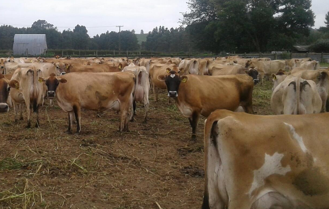 Dairy / Milking Cows – Call/Whatsapp +27810876009