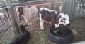 Buy Bonsmara and Nguni calves online
