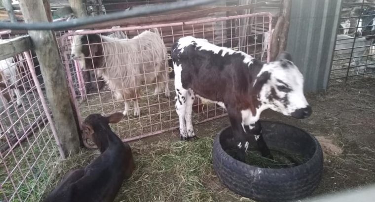 Buy Bonsmara and Nguni calves online