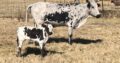 Healthy Nguni cattle and calves