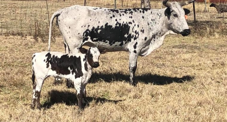 Healthy Nguni cattle and calves