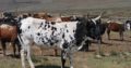 Buy cheap Bulls and Heifers online