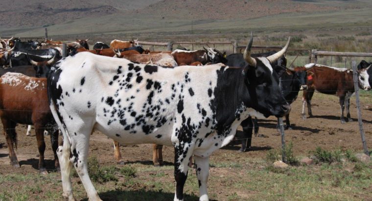 Buy cheap Bulls and Heifers online