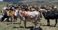 Healthy Nguni cattle and calves