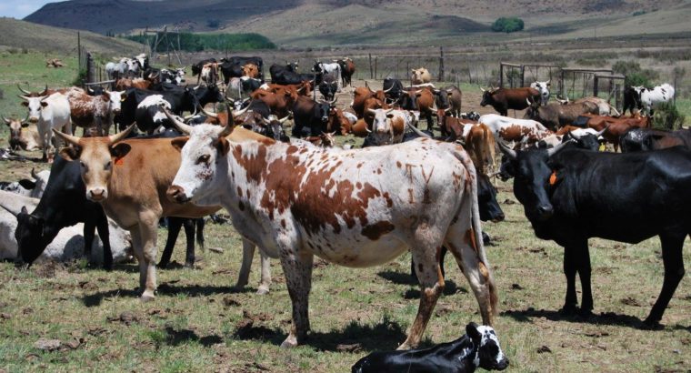 Healthy Nguni cattle and calves