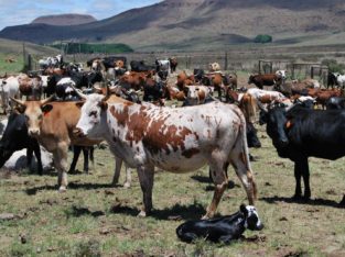 Buy cheap Bulls and Heifers online