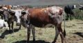 Healthy Nguni and Brahman cattle online
