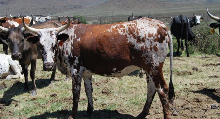 Healthy Nguni and Brahman cattle online