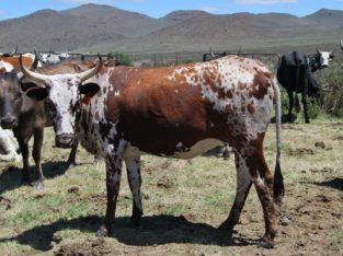 Dairy cattle online