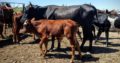 Dairy cattle online