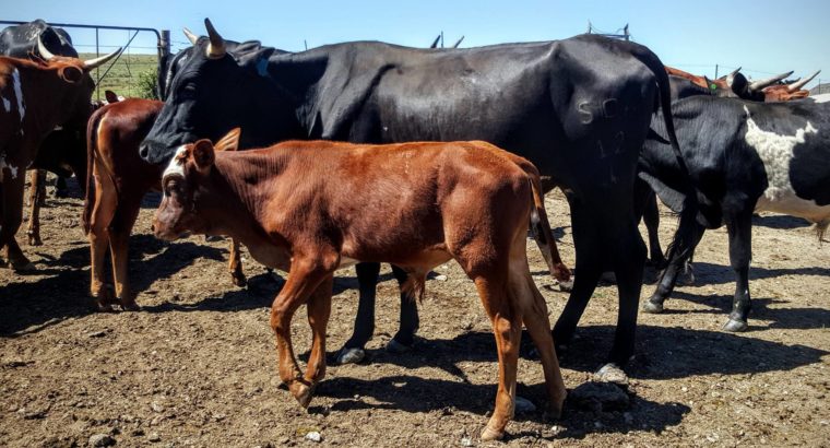 Dairy cattle online