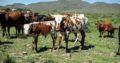 Dairy cattle online