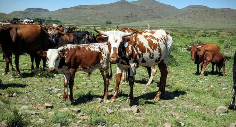 Dairy cattle online