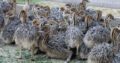 South African black neck Ostrich chicks online