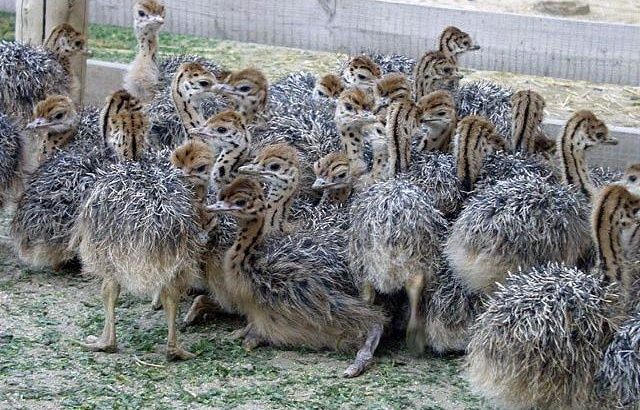 South African black neck Ostrich chicks online