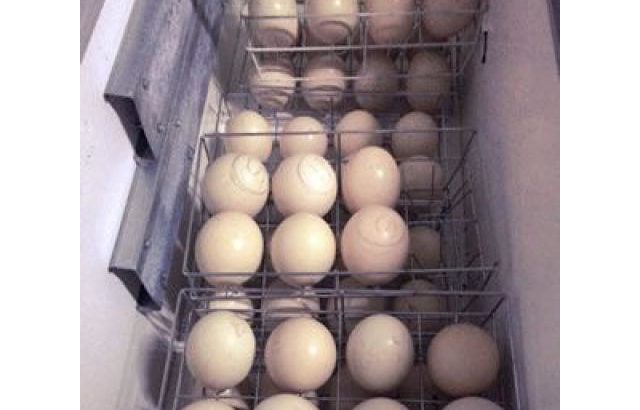 Where to buy Ostrich chicks and eggs