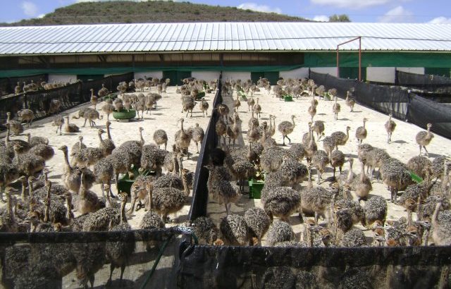 Ostrich chicks and eggs farmers