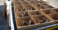 South African black neck Ostrich chicks online