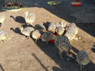 Months old Ostrich chicks and fertile eggs