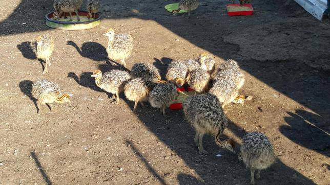 Months old Ostrich chicks and fertile eggs