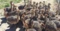 South African black neck Ostrich chicks online