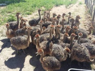 Where to buy Ostrich chicks and eggs