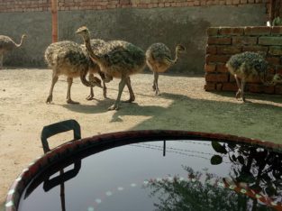 Ostrich chicks and eggs farmers
