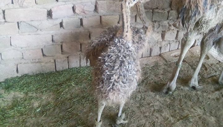 Healthy Ostrich chicks online