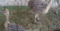 Healthy Ostrich chicks online