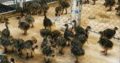 Cheap available Ostrich chicks and fertile eggs