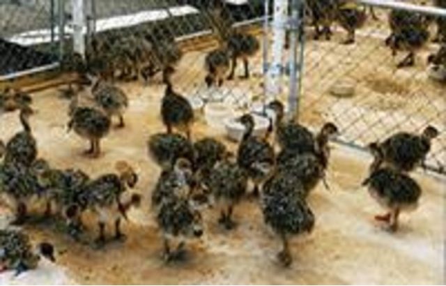 Cheap available Ostrich chicks and fertile eggs