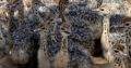 Months old Ostrich chicks and fertile eggs