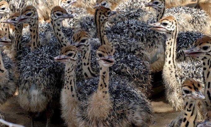 Months old Ostrich chicks and fertile eggs
