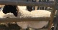 Good price lambs for sale