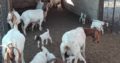 Livestock online