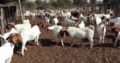 livestock for sale