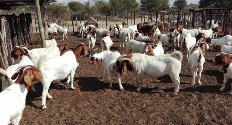 livestock for sale