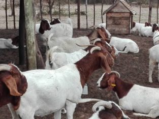 Buy Boer goats online