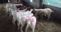 South African Boer goat suppliers