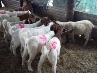 South African Boer goat suppliers