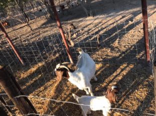 Suppliers of baby and adult Boer goats