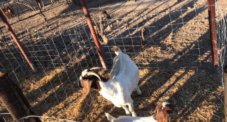 Suppliers of baby and adult Boer goats