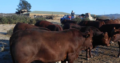 Cattle And Calves – Call/Whatsapp +27810876009