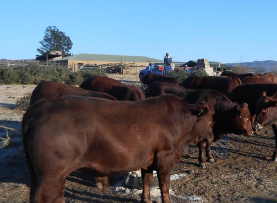 Cattle And Calves – Call/Whatsapp +27810876009