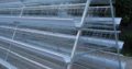poultry cages
