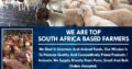 Dairy / Milking Cows – Call/Whatsapp +27810876009
