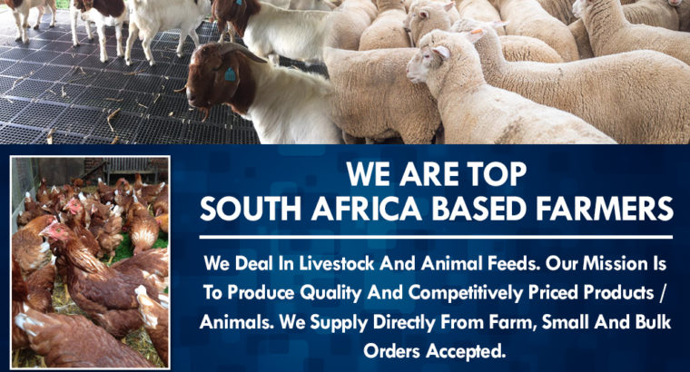 Dairy / Milking Cows – Call/Whatsapp +27810876009