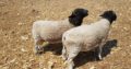 Suppliers of Dorper and Merino sheep online